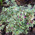 Fuchsia microphylla 'Variegata'